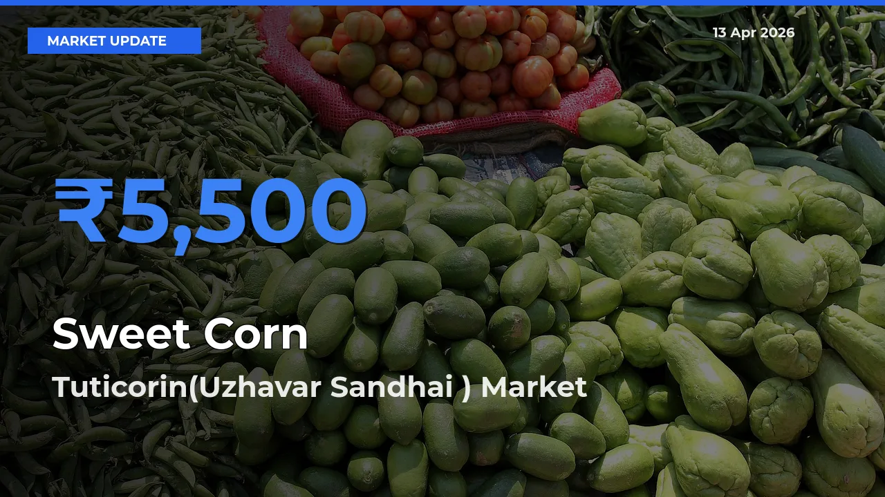 Farmers Prefer Tuticorin(Uzhavar Sandhai ) as Sweet Corn Hits Highest Rate