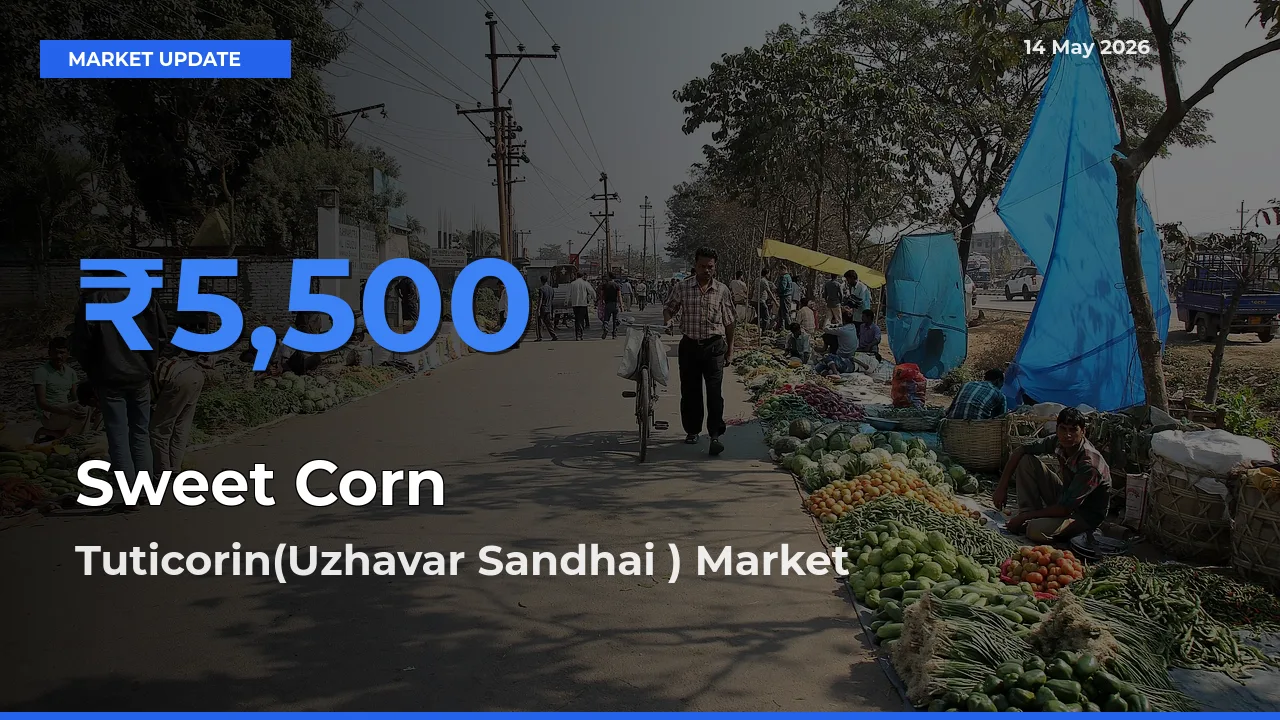 Tuticorin(Uzhavar Sandhai ) Records Highest ₹5,500 Rate for Sweet Corn