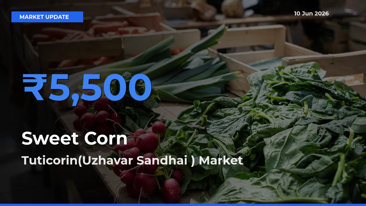 Tuticorin(Uzhavar Sandhai ) Tops Sweet Corn  Rates – June 10 Market Update