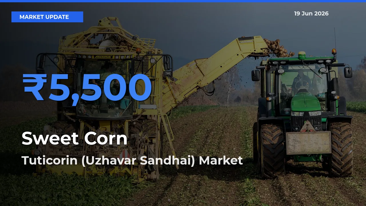 Tuticorin (Uzhavar Sandhai) Tops Sweet Corn Mandi Rates Today
