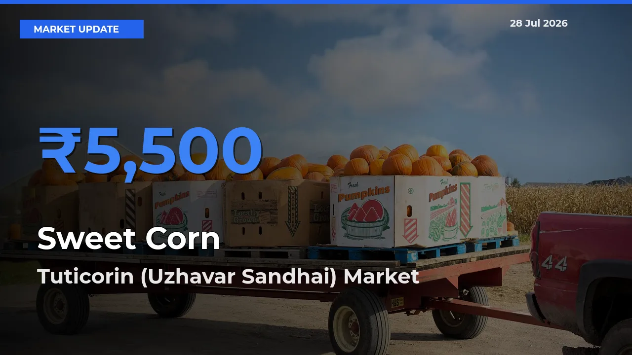 Sweet Corn  Mandi Rate Today: Tuticorin (Uzhavar Sandhai), Tamil Nadu Tops the List