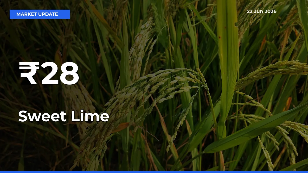 Sweet Lime Prices Trend Across 28+ Mandis – Market Direction Turns Clear