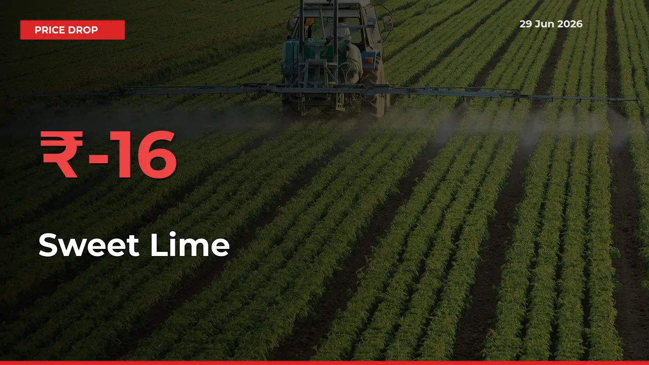 Farmers Alert as Sweet Lime Prices Slide 15.61% in Local Mandis