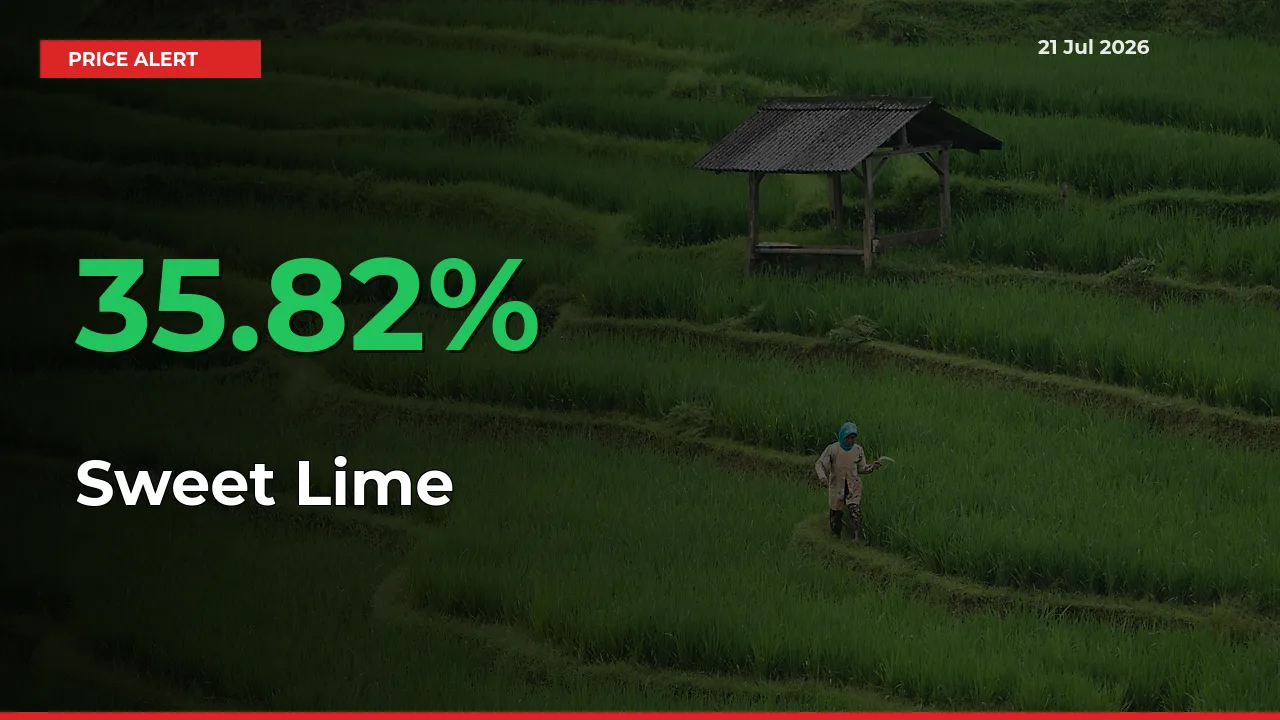 Sweet Lime Mandi Rate Today: Prices Jump 35.82% at Market