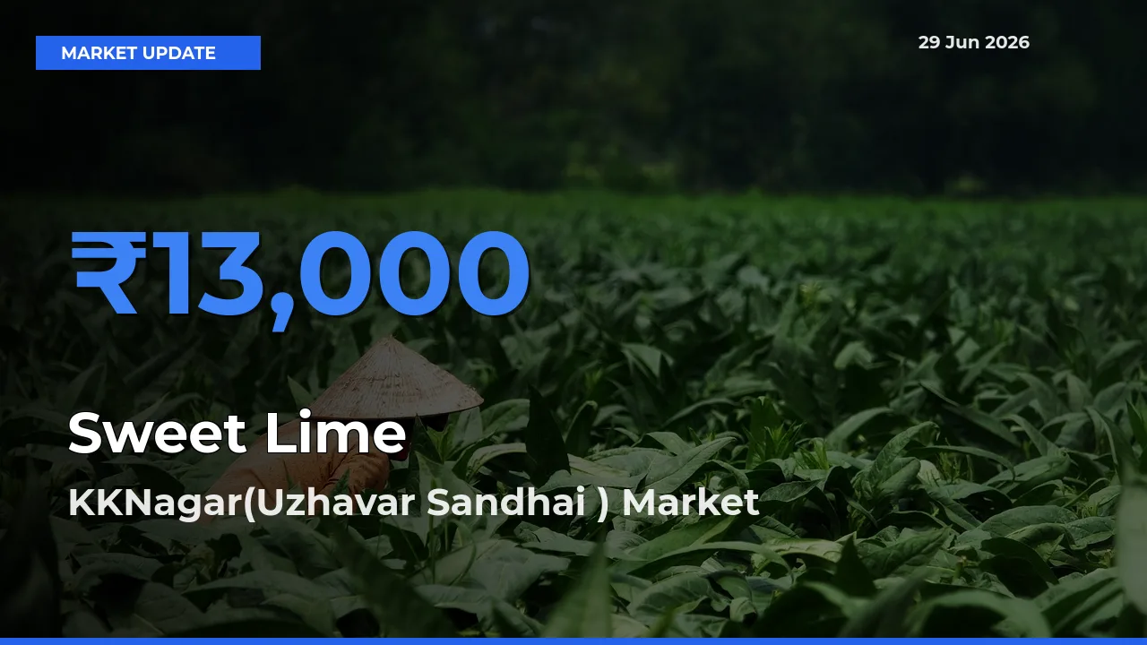 KKNagar(Uzhavar Sandhai ) Leads as Top Mandi for Sweet Lime Prices
