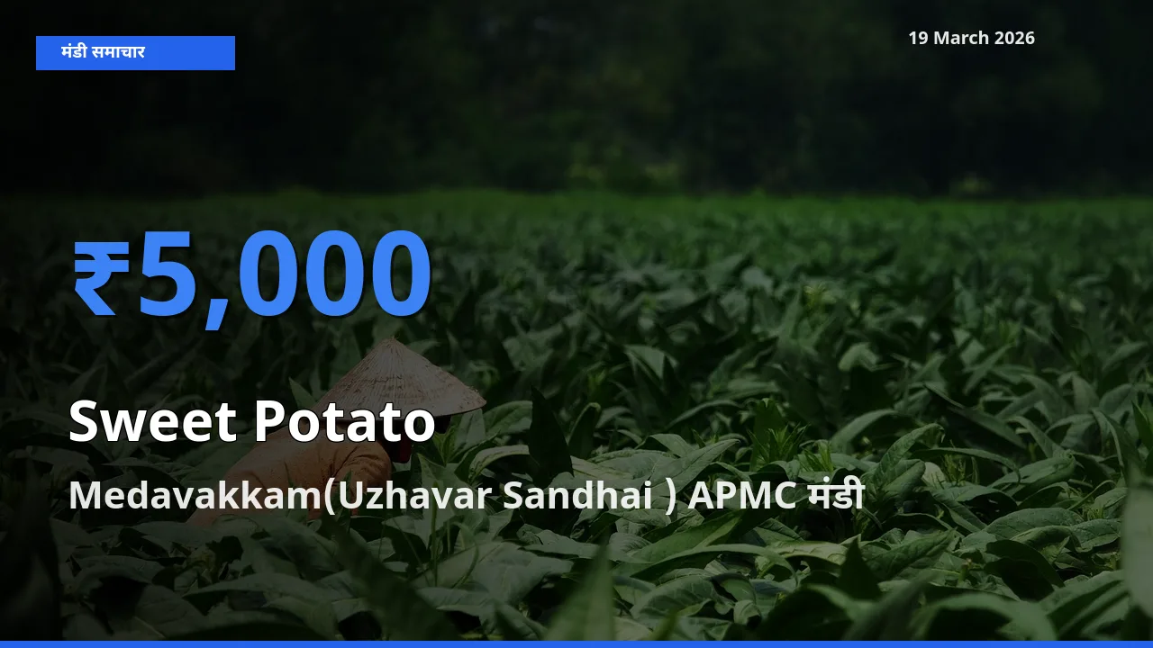 Medavakkam(Uzhavar Sandhai ) APMC में शकरकंद का आज सबसे ऊँचा भाव