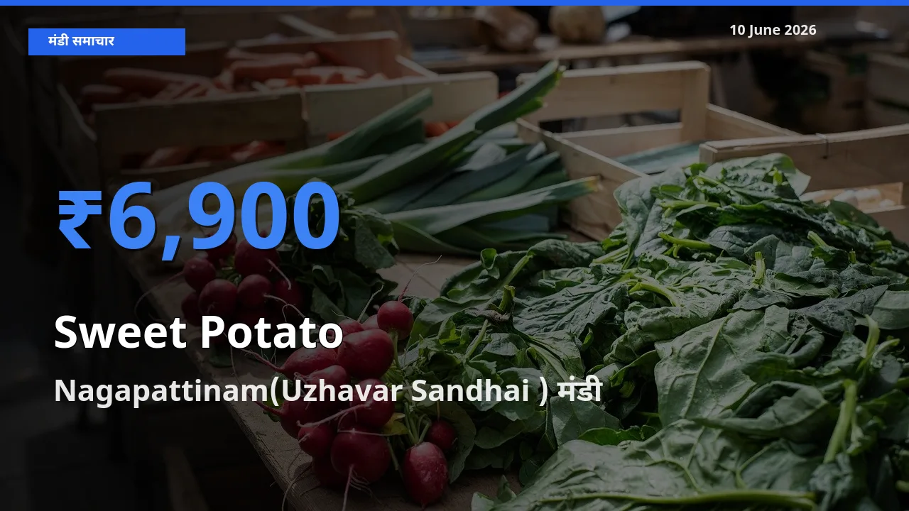 बाज़ार संकेत: Nagapattinam(Uzhavar Sandhai ) बना शकरकंद के लिए आज की टॉप मंडी