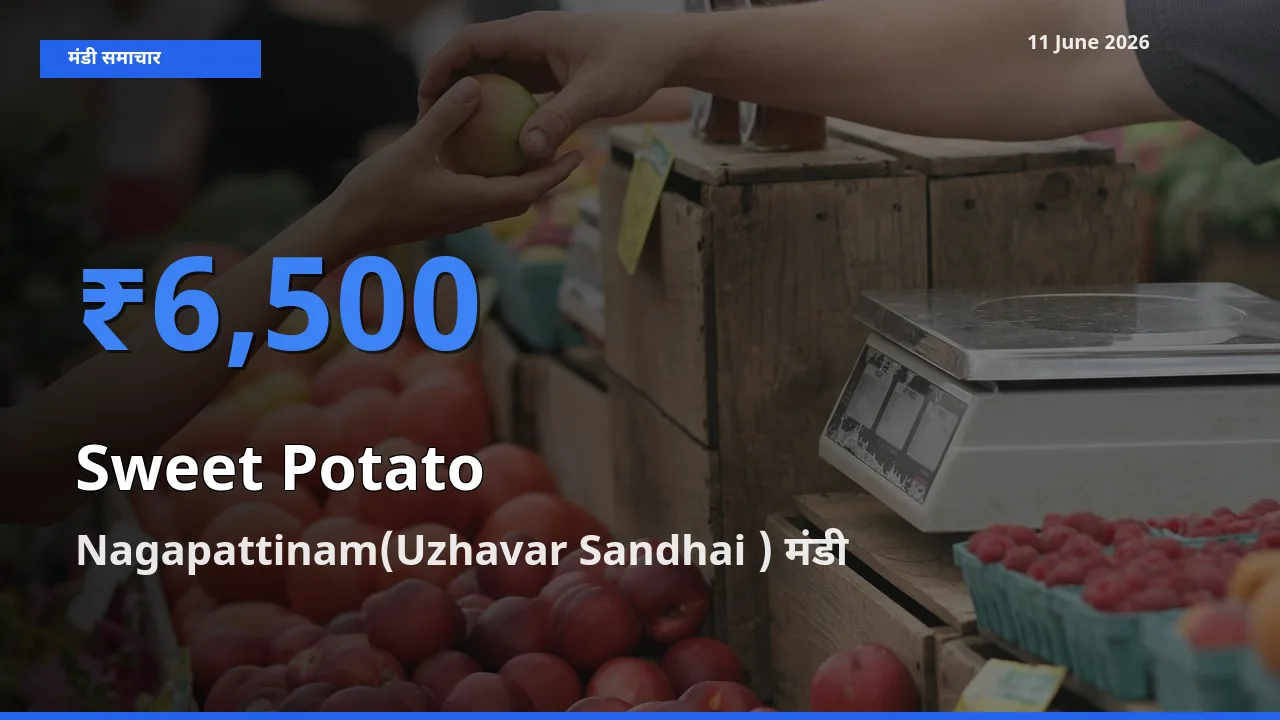आज शकरकंद के सबसे ऊँचे दाम ₹6,500 Nagapattinam(Uzhavar Sandhai ) मंडी में