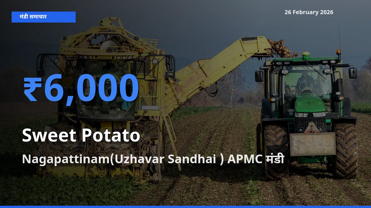 Nagapattinam(Uzhavar Sandhai ) APMC मंडी में Sweet Potato ₹6,000 पर पहुँचा – आज का सर्वोच्च भाव