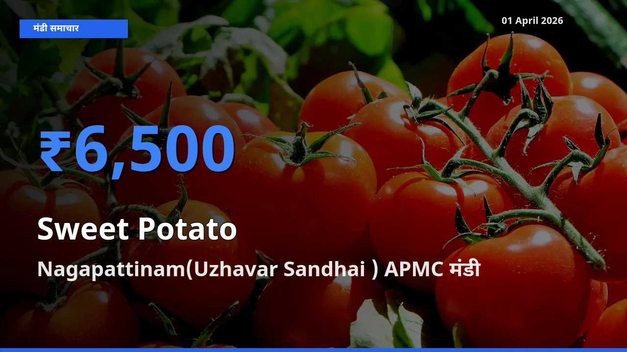 Nagapattinam(Uzhavar Sandhai ) APMC मंडी में आज शकरकंद के सबसे ऊँचे दाम दर्ज