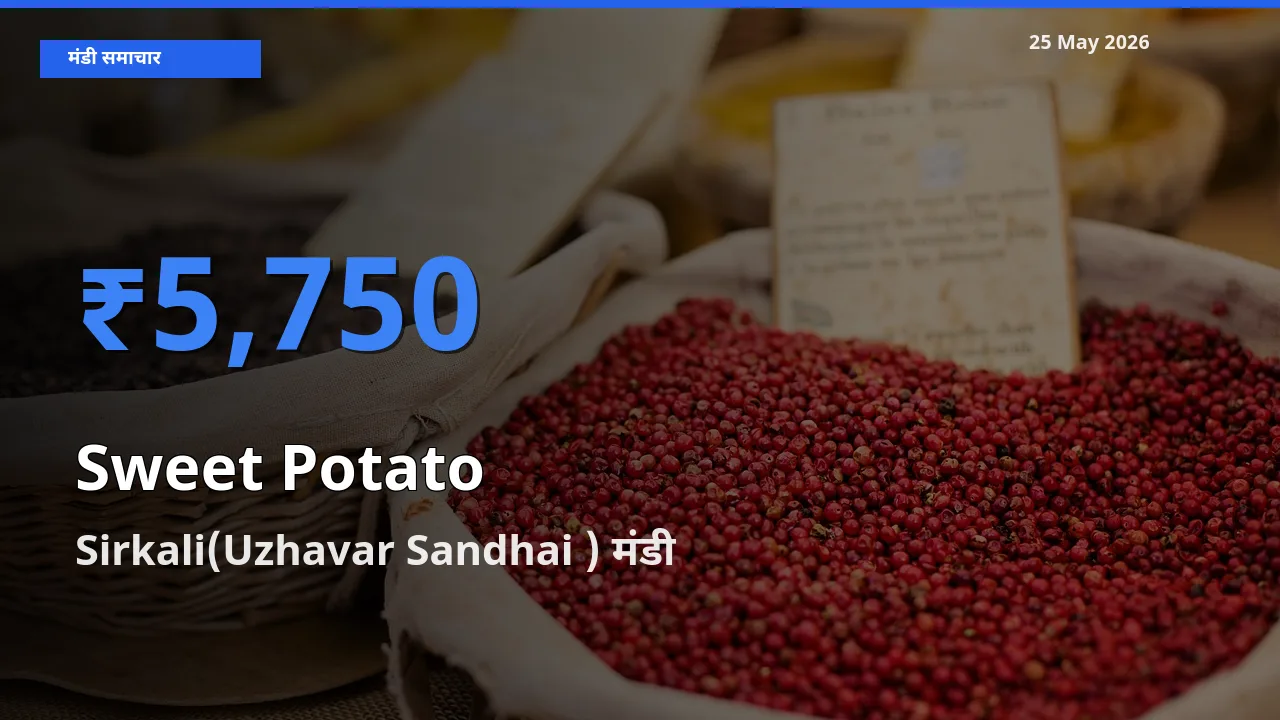 Sirkali(Uzhavar Sandhai ) मंडी में आज शकरकंद के सबसे ऊँचे दाम दर्ज