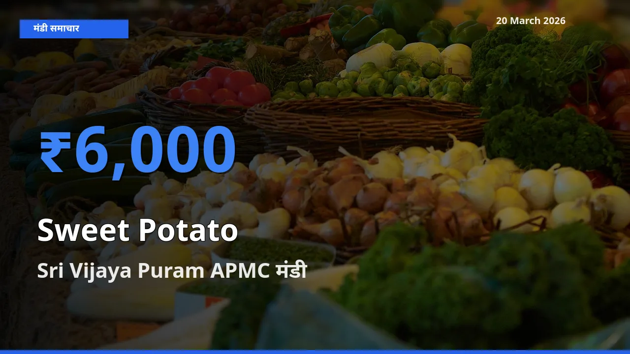 20 March अपडेट: शकरकंद के सबसे ऊँचे दाम Sri Vijaya Puram APMC मंडी में