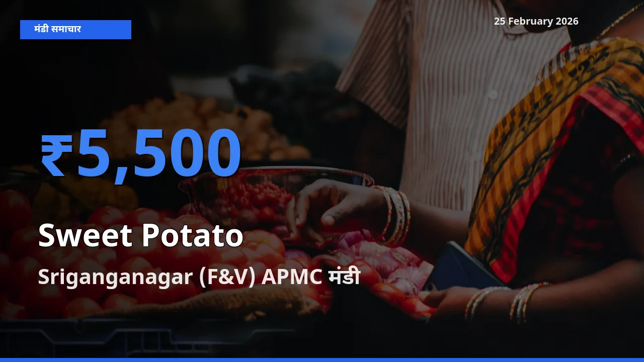 25 February अपडेट: Sweet Potato के सबसे ऊँचे दाम Sriganganagar (F&V) APMC मंडी में