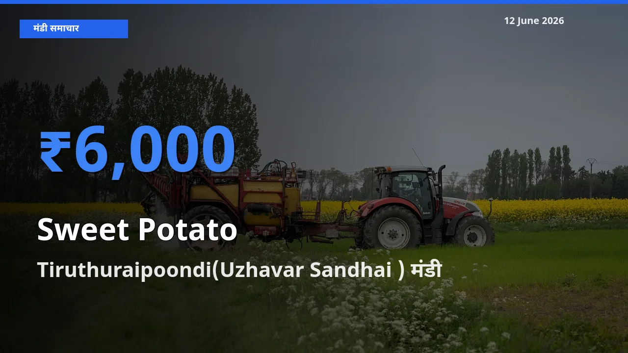किसानों की पसंद बना Tiruthuraipoondi(Uzhavar Sandhai ), शकरकंद के सबसे अच्छे दाम