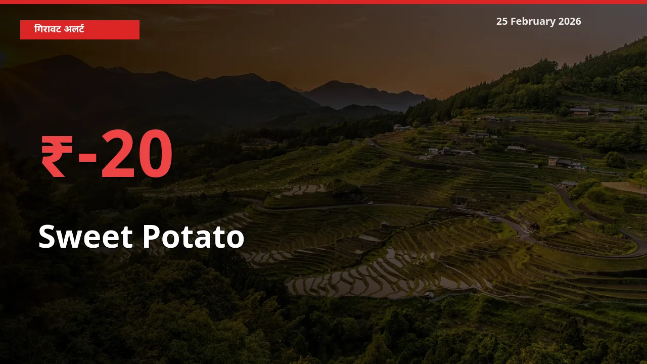 तेज़ गिरावट! मंडी में Sweet Potato के दाम 20.11% लुढ़के