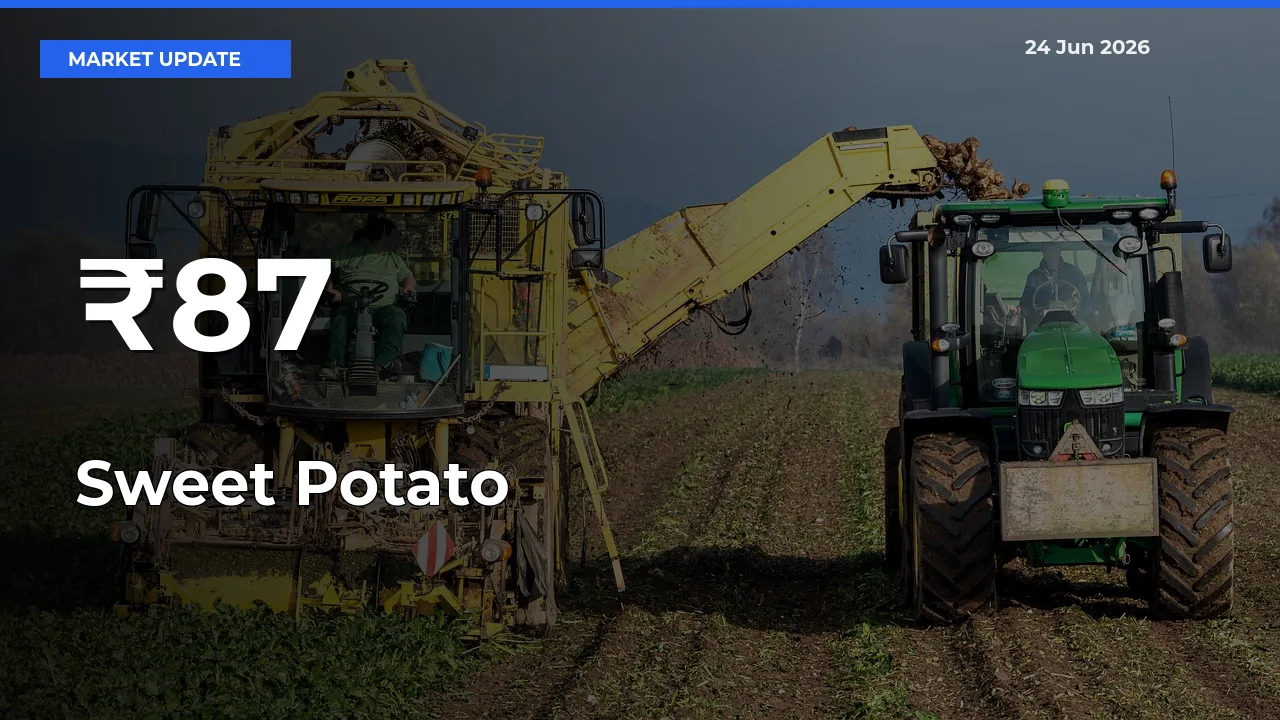 Sweet Potato Shows Strong Mandi Trend – June 24 Market Update