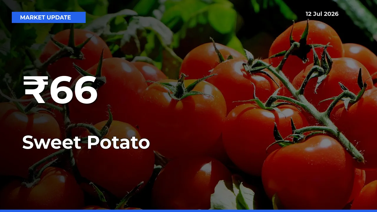 Sweet Potato Prices Trend Across 66+ Mandis – Market Direction Turns Clear