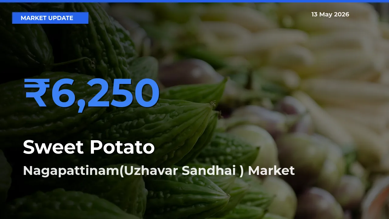 Sweet Potato Mandi Rate Today: Nagapattinam(Uzhavar Sandhai ) Tops the List