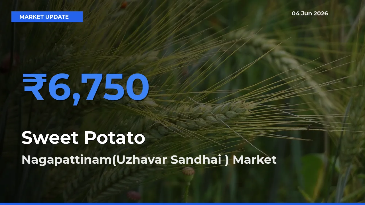 Nagapattinam(Uzhavar Sandhai ) Tops Sweet Potato Rates – June 04 Market Update