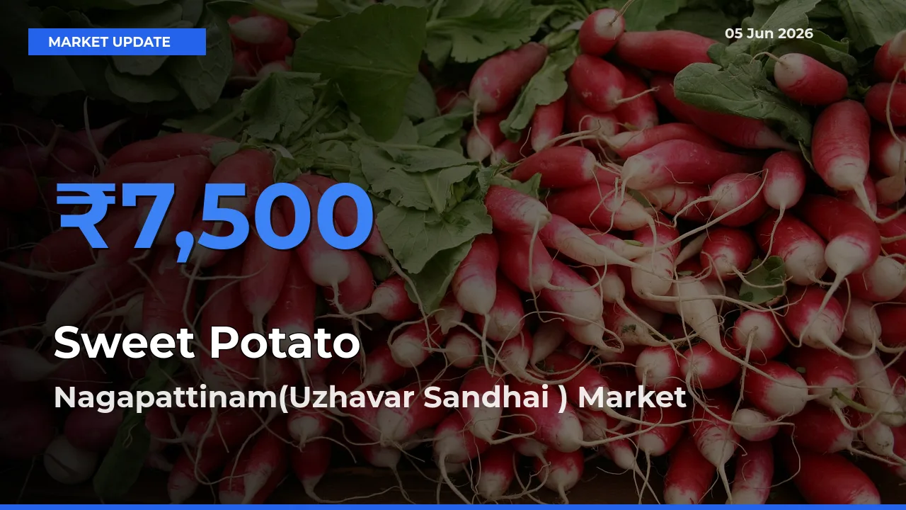 Nagapattinam(Uzhavar Sandhai ) Tops Sweet Potato Rates – June 05 Market Update