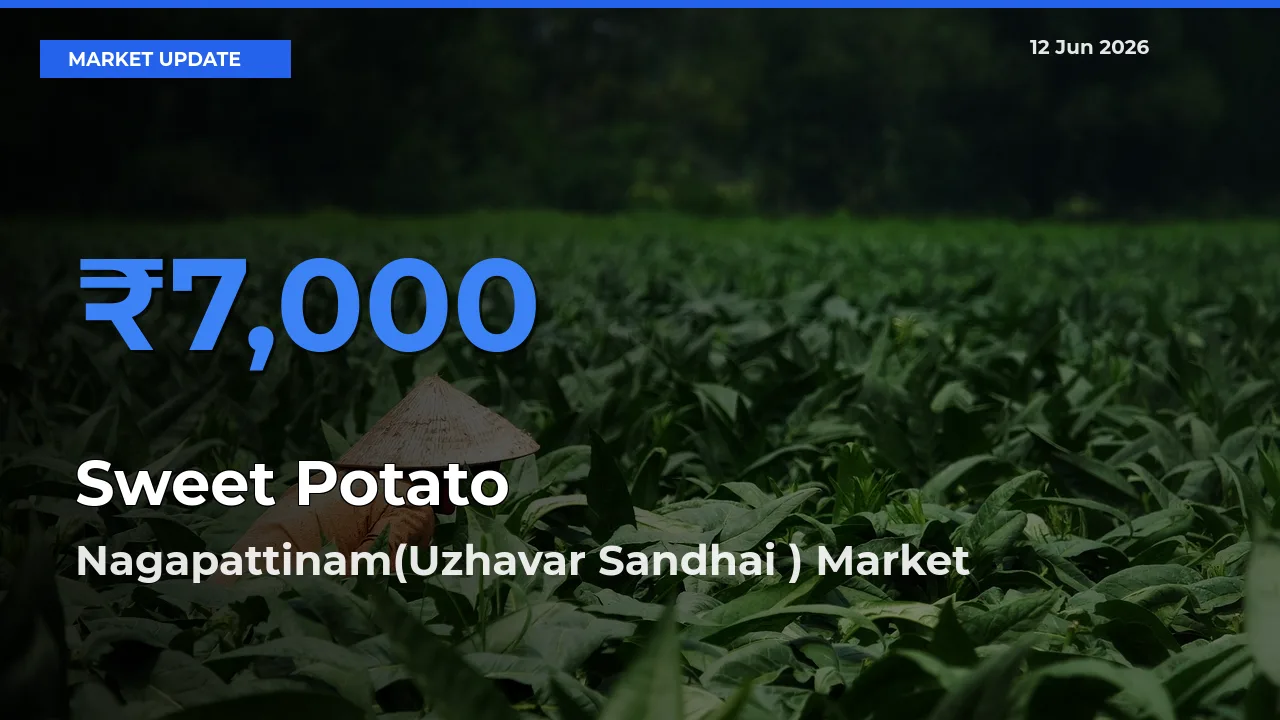 Sweet Potato Mandi Rate Today: Nagapattinam(Uzhavar Sandhai ) Tops the List