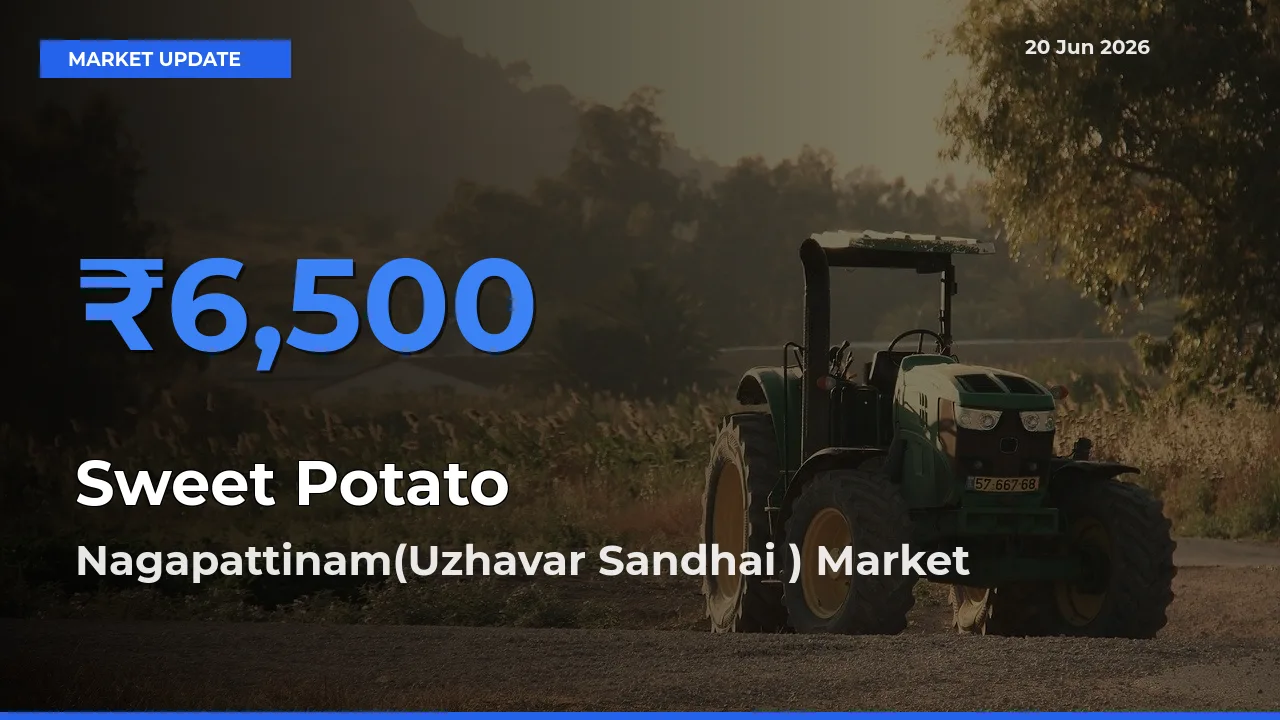 Sweet Potato Mandi Rate Today: Nagapattinam(Uzhavar Sandhai ) Tops the List