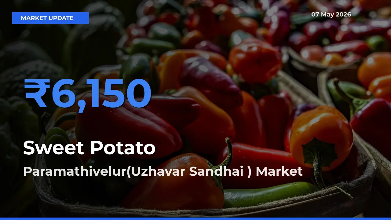 Paramathivelur(Uzhavar Sandhai ) Offers ₹6,150 – Highest Sweet Potato Rate Today