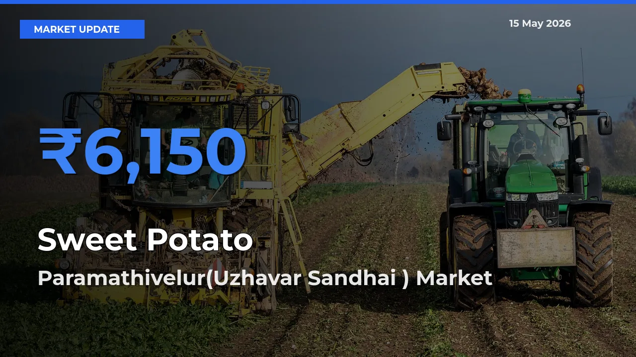 Market Watch: Paramathivelur(Uzhavar Sandhai ) Becomes Top Mandi for Sweet Potato