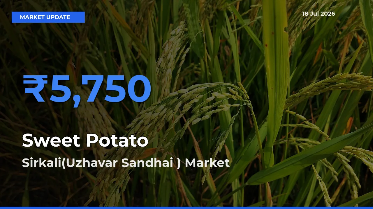 Sirkali(Uzhavar Sandhai ) Leads as Top Mandi for Sweet Potato Prices