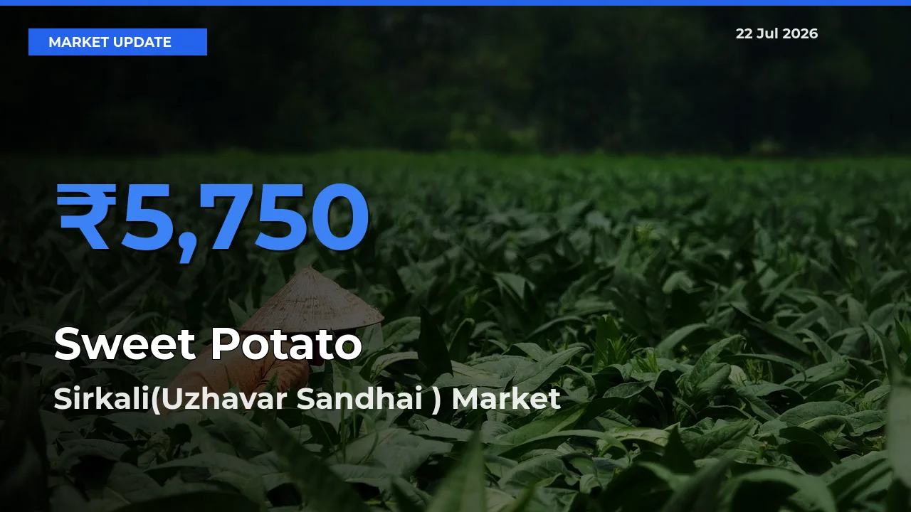 Farmers Prefer Sirkali(Uzhavar Sandhai ) as Sweet Potato Hits Highest Rate