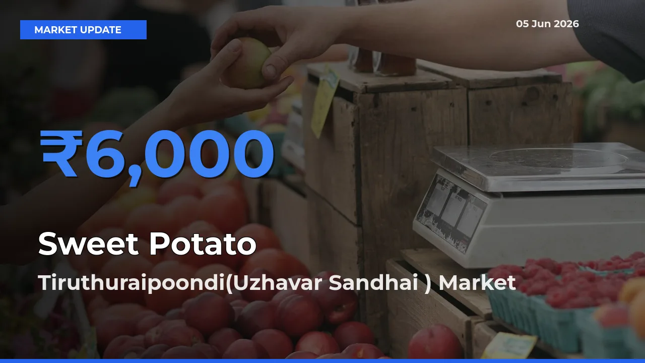 Sweet Potato Mandi Rate Today: Tiruthuraipoondi(Uzhavar Sandhai ) Tops the List
