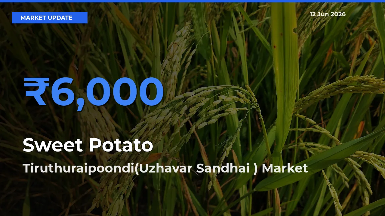 Farmers Prefer Tiruthuraipoondi(Uzhavar Sandhai ) as Sweet Potato Hits Highest Rate