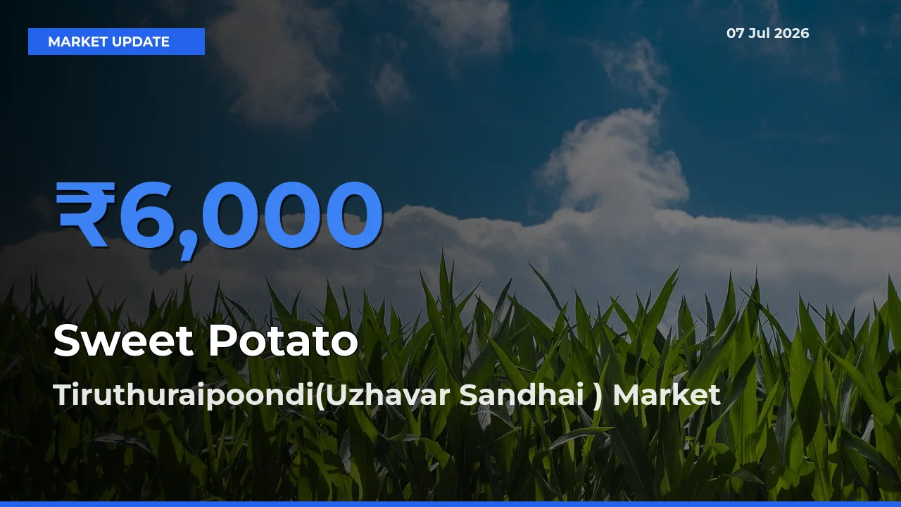Tiruthuraipoondi(Uzhavar Sandhai ) Leads as Top Mandi for Sweet Potato Prices