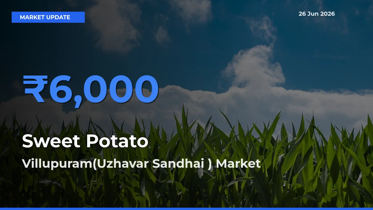 Villupuram(Uzhavar Sandhai ) Leads as Top Mandi for Sweet Potato Prices