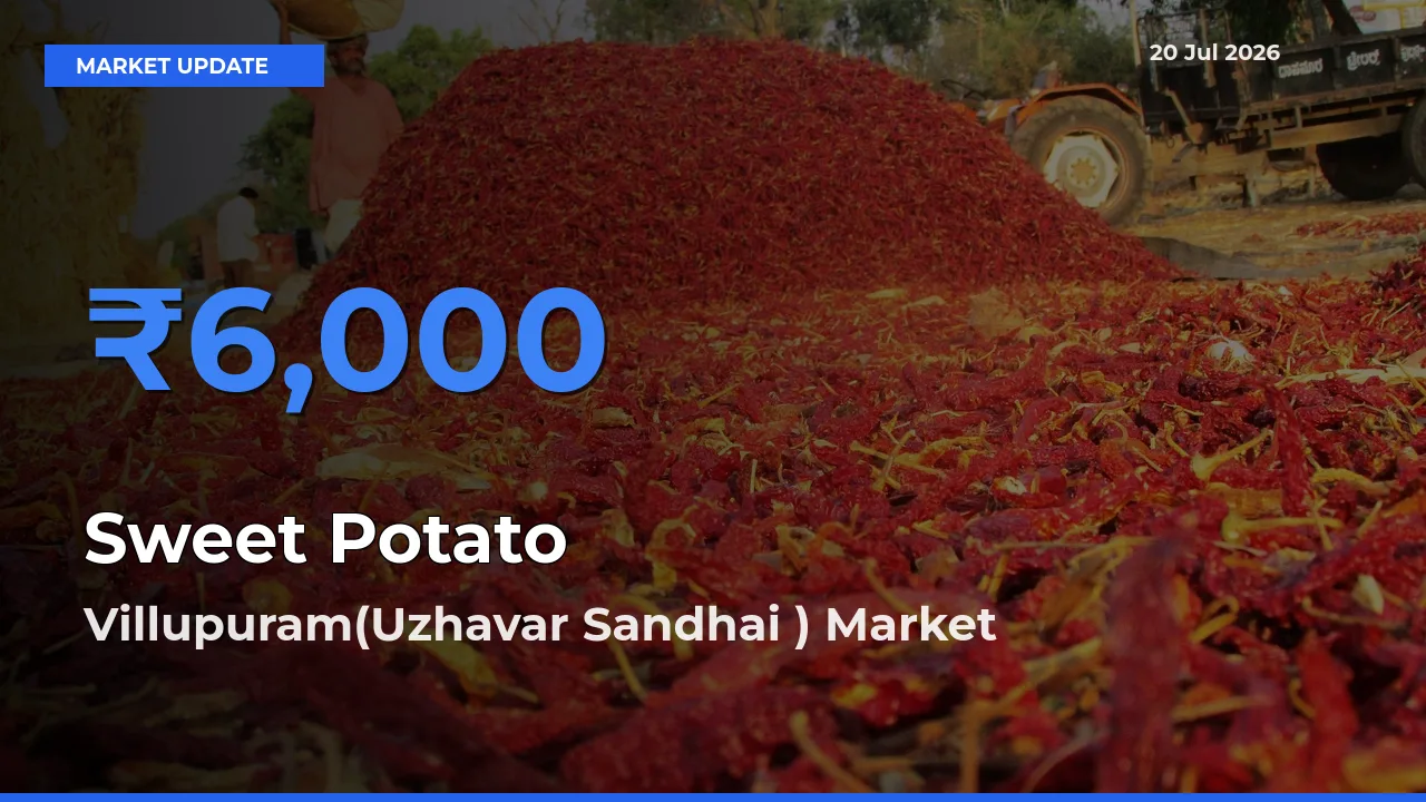 Villupuram(Uzhavar Sandhai ) Emerges as Top Mandi for Sweet Potato Prices Today