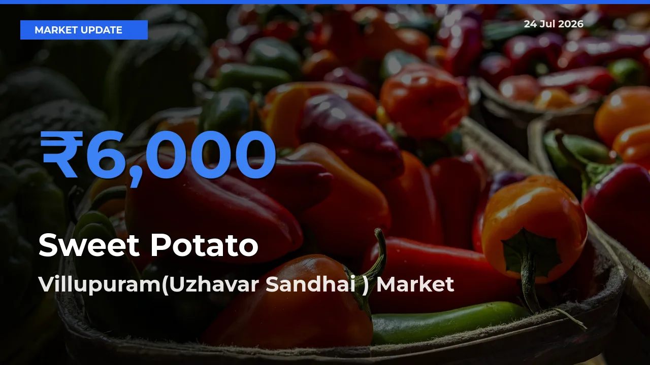Villupuram(Uzhavar Sandhai ) Records Highest ₹6,000 Rate for Sweet Potato