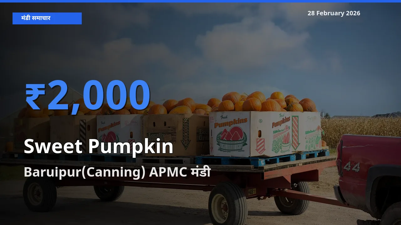 Baruipur(Canning) APMC मंडी में Sweet Pumpkin ₹2,000 पर पहुँचा – आज का सर्वोच्च भाव