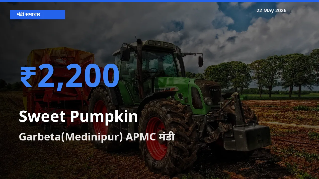 Garbeta(Medinipur) APMC मंडी में आज लाल कद्दू के सबसे ऊँचे दाम दर्ज