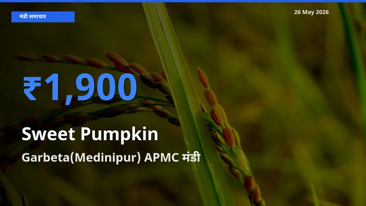 Garbeta(Medinipur) APMC में लाल कद्दू का आज सबसे ऊँचा भाव