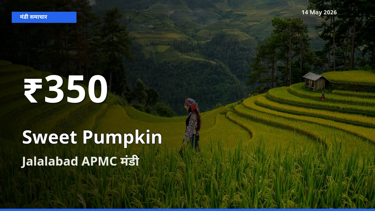 किसानों के लिए चिंता का विषय? लाल कद्दू के दाम Jalalabad APMC में 30 दिन के न्यूनतम स्तर पर