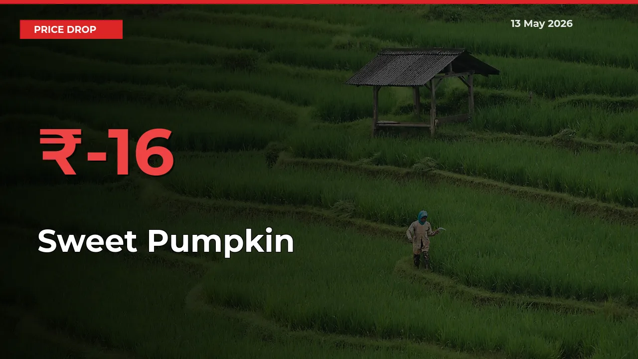 16.19% Drop in Sweet Pumpkin Prices – Mandi Sees Sudden Fall