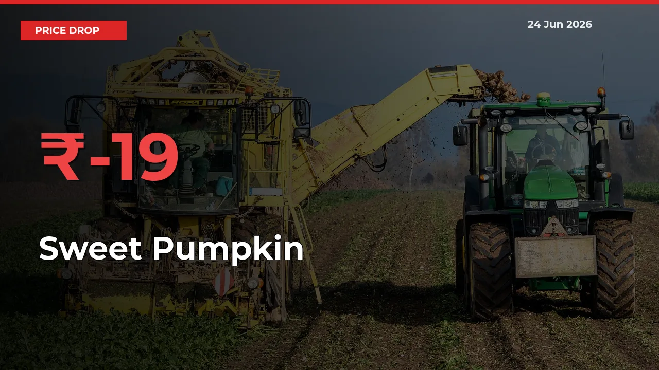 Sudden Shock! Sweet Pumpkin Drops 19.4% in 24 Hours at Top Mandis