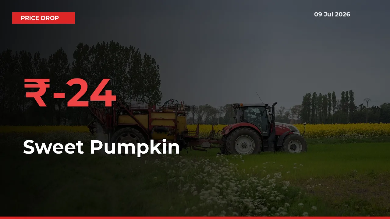 Sweet Pumpkin Prices Drop 24.25% – July 09 Market Update from Mandis