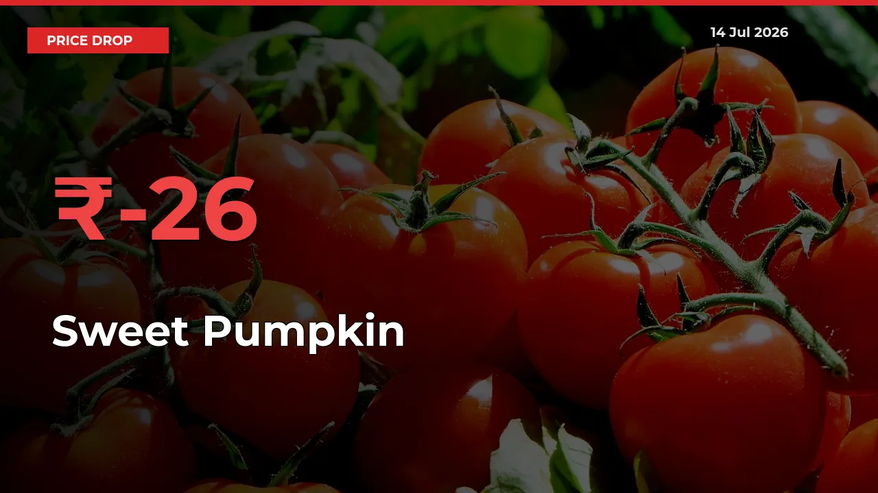 Farmers Alert as Sweet Pumpkin Prices Slide 25.58% in Local Mandis