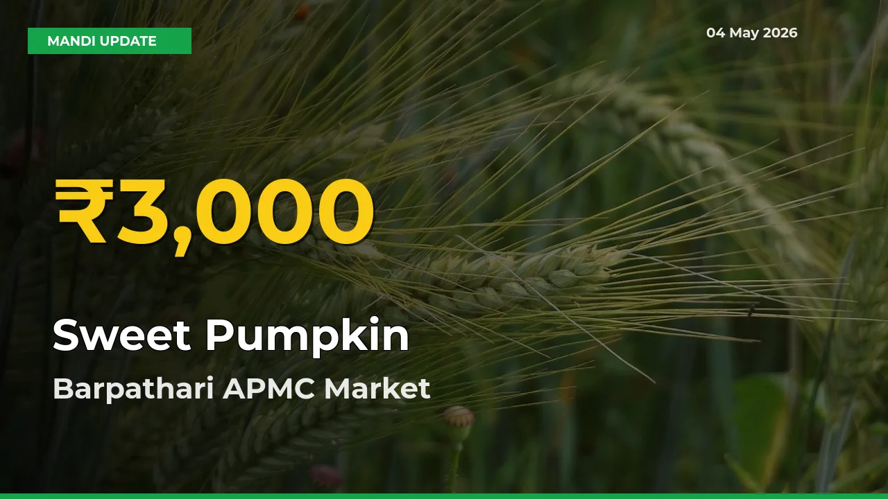 Why Sweet Pumpkin Prices Are Climbing in Barpathari APMC – Today’s New High Explained