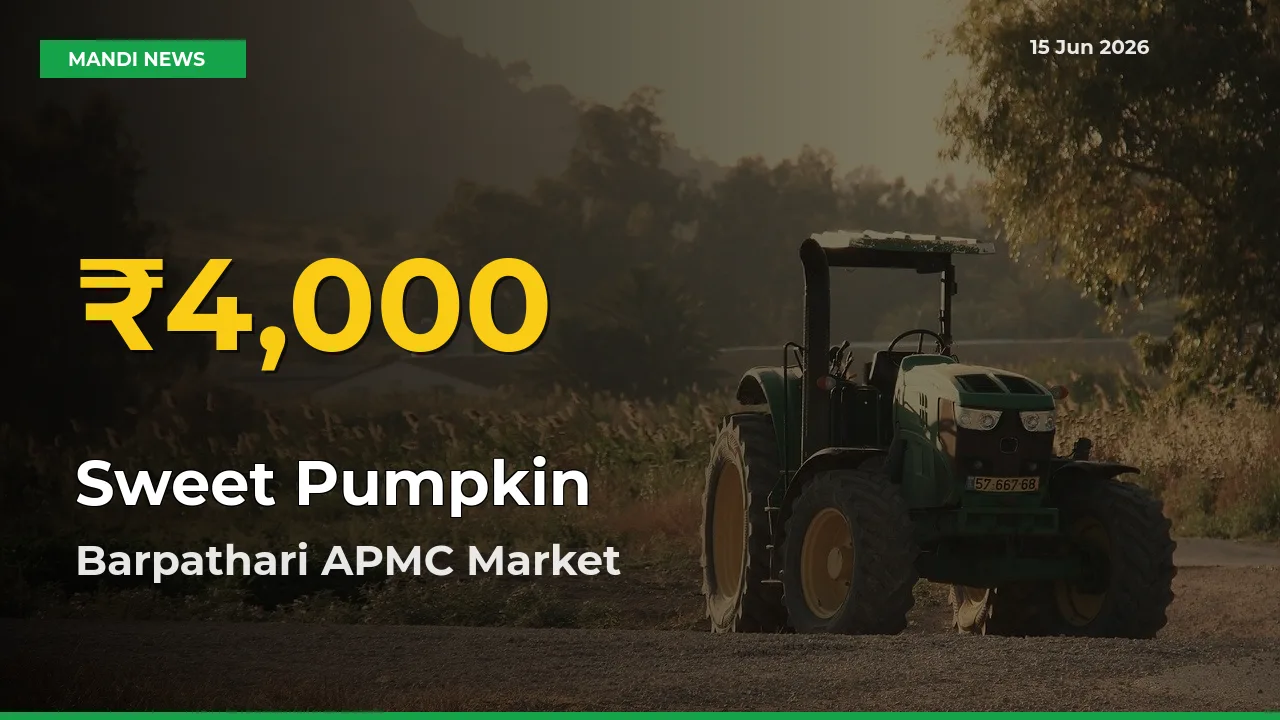 Big Jump in Sweet Pumpkin Prices! Barpathari APMC Records New Peak Today