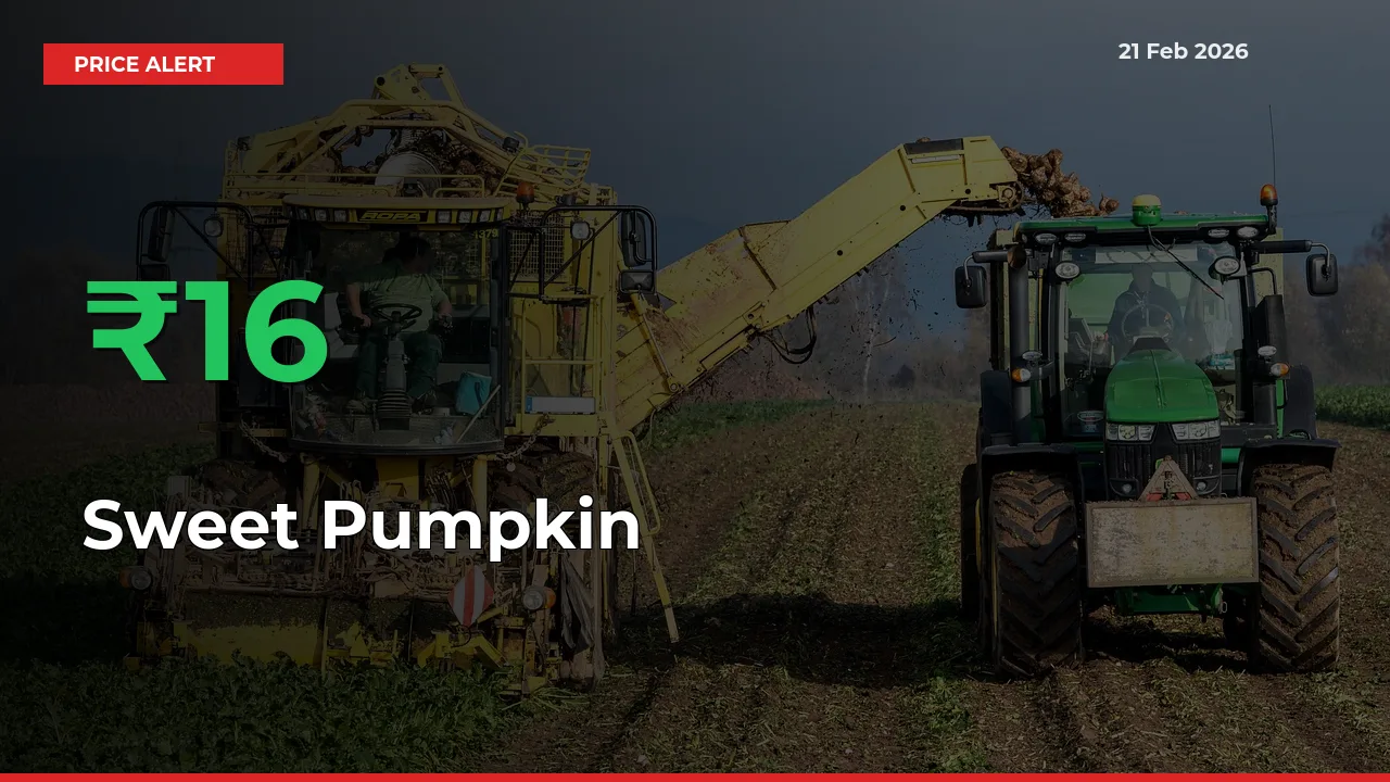 Sweet Pumpkin Rises 16% at Mandis