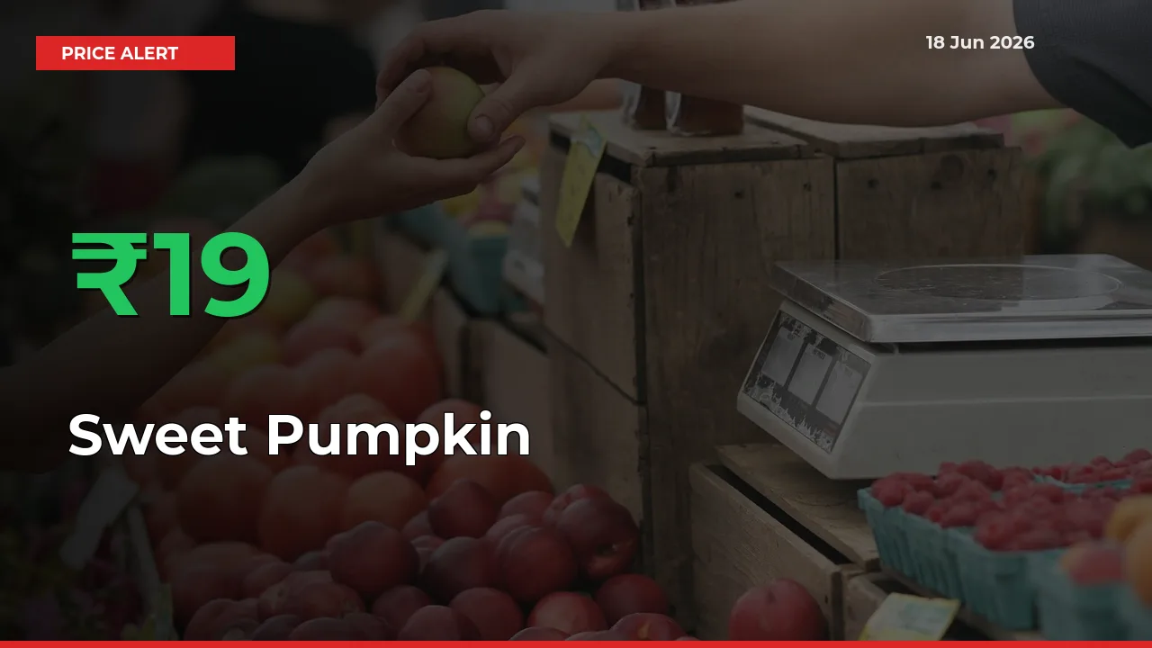 Farmers Cheer as Sweet Pumpkin Prices Surge 18.57% in Local Mandis