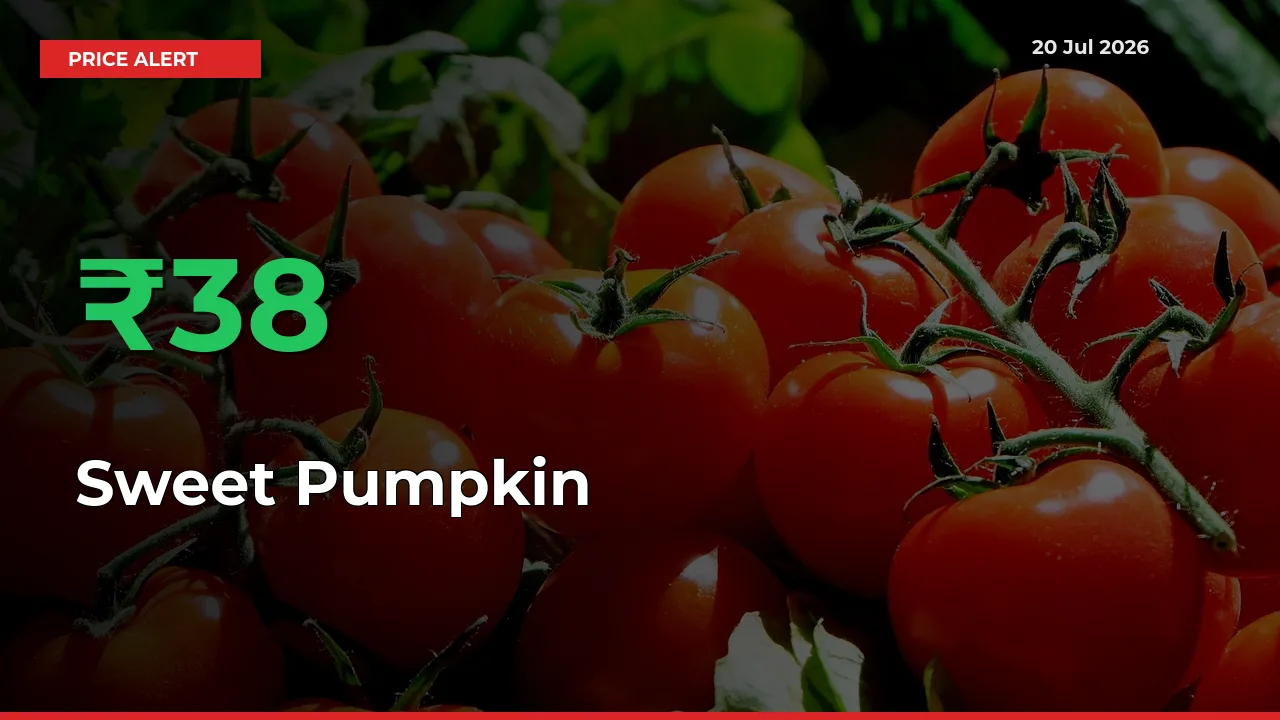 Sweet Pumpkin Prices Rise 38.16% in a Day at Major Mandis