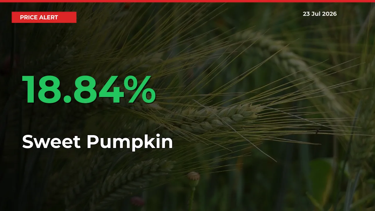 This Mandi Records 18.84% Jump in Sweet Pumpkin Prices